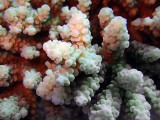 Coral Close Up
