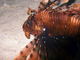 Hunting Lionfish