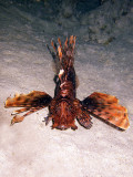 Hunting Lionfish