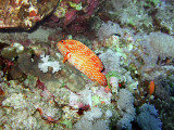 Bright Coral Trout