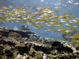 Yellow Tailed Snapper