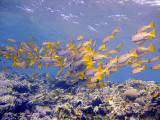 Yellow Tailed Snapper