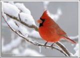 Cardinal_D2X_1859.jpg