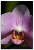 Orchids_D2X_2977.jpg