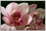 Orchids_D2X_3016.jpg