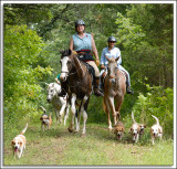 Beagles_D2C_2172.jpg