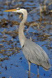 heron407.jpg