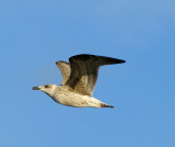 gull1007.jpg