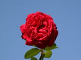 Proud Land Rose