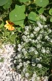 Garden Path - Alyssum & Nasturtium
