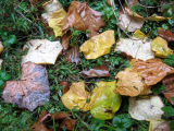 Ground Foliage in the Rain
