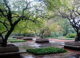 Crab Apple Trees & Garden View