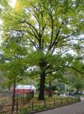 Elm Tree