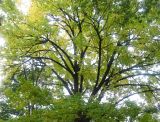 Elm Tree