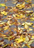 Mostly Elm Foliage