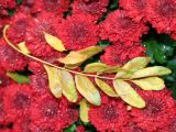 Red Chrysanthemums & Golden Locust Foliage