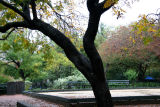 Golden Rain Tree & Bocce Ball Court