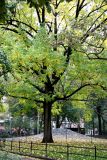 Elm Tree by the Mounds