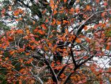 Prunus Tree Foliage