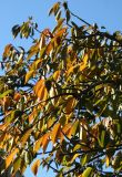 Cherry Tree Foliage