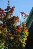 Maple Tree Foliage & NYU Main Building