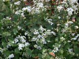 Eupatorium rugosum