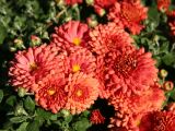 Chrysanthemums