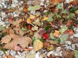 Fall Foliage on a Bed of Stones