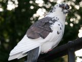 Pigeon at the Playground