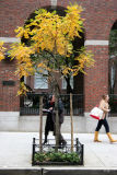 NYU Law School - Vanderbilt Hall
