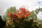 Maple Tree