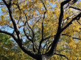 Locust Tree