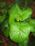 Unknown Foliage - NYU Athletic Center Garden