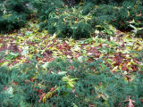 Mostly Loose Elm Foliage