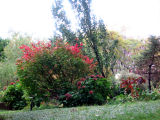 Garden View - Burning & Hydrangea Bushes
