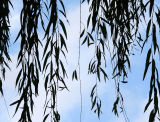 Willow Tree Branches