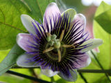 Passion Flower