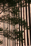 NYU Library with Sycamore Tree Branches