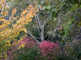 Burning Bush, Sycamore & Cherry Tree Foliage