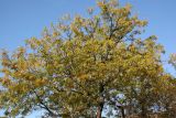 Locust Foliage