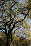 Locust Foliage