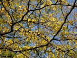 Locust Tree Foliage