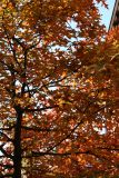 Oak Tree Foliage