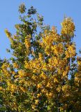 Elm Tree Foliage