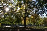 Park View - Elm Tree