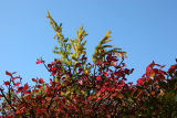 Burning Bush & Ginkgo Foliage