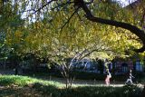 Park View - Cherry & Hawthorne Tree Foliage