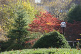 Garden View - Dogwood, Pine, Mulberry, etc.