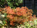 Azalea Foliage