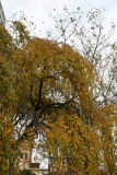 Cherry Tree Foliage